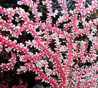 Photo: S. Sliman; click for a larger picture